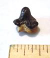 Ptychodus whipplei shark tooth